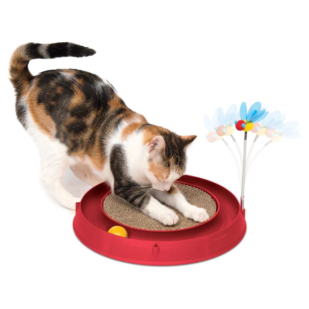 A Cat With a Toy: Adorable Moments That Melt Your Heart