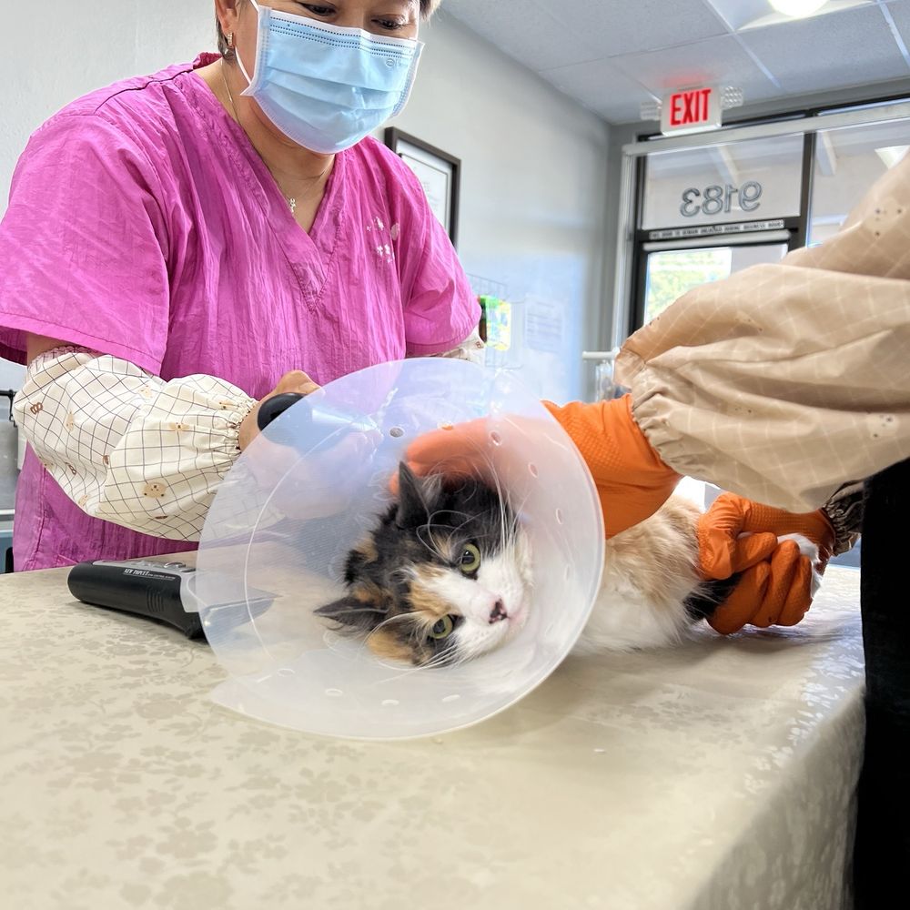 A Cats Place in Norwalk Grooming Reviews: Trusted Expert Insights