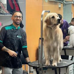 A Cut above Dog And Cat Grooming: Expert Tips for Perfect Pets