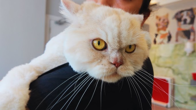 A Dog Groomer Named Cat