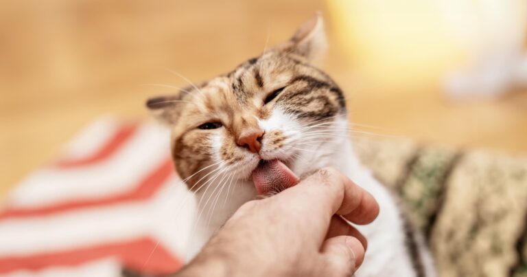 A Domestic Cat Grooming Behavior on Humans