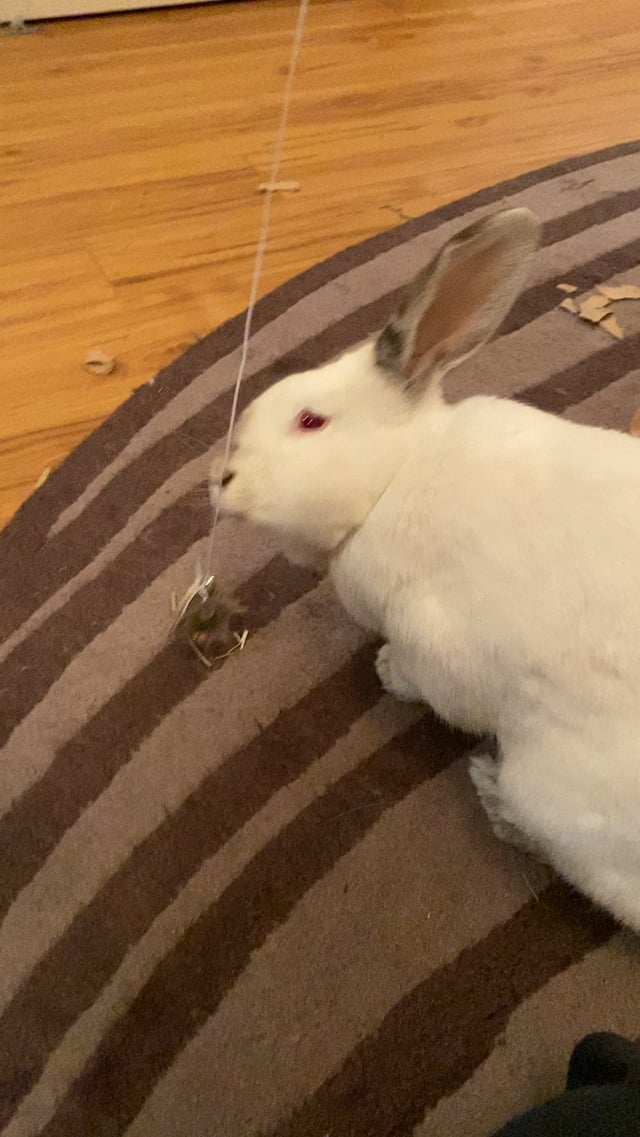 Are Cat Toys Safe for Rabbits? Essential Safety Tips Revealed