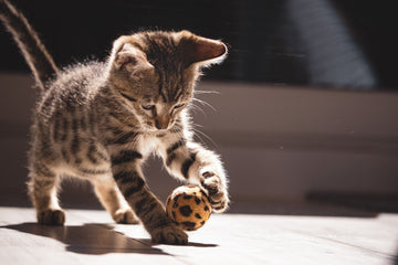 Are Cat Toys Safe: Essential Tips Every Cat Owner Must Know