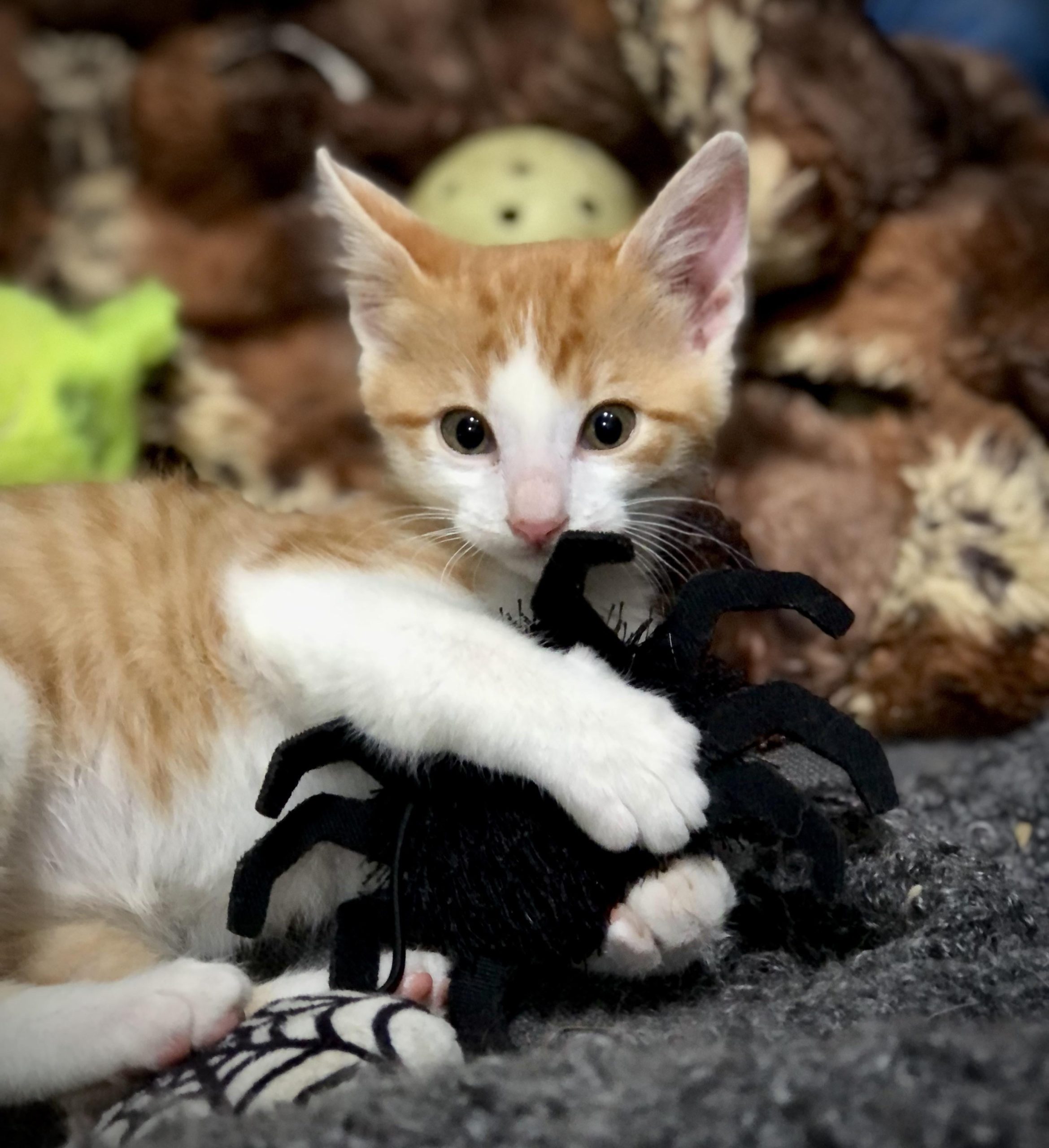 Are Cats Afraid of Toy Snakes? Shocking Truth Revealed!