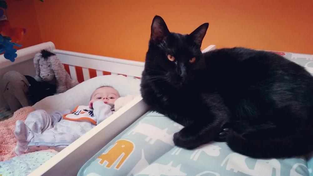 Are Cats Bad for Babies Health? Shocking Truth Revealed!