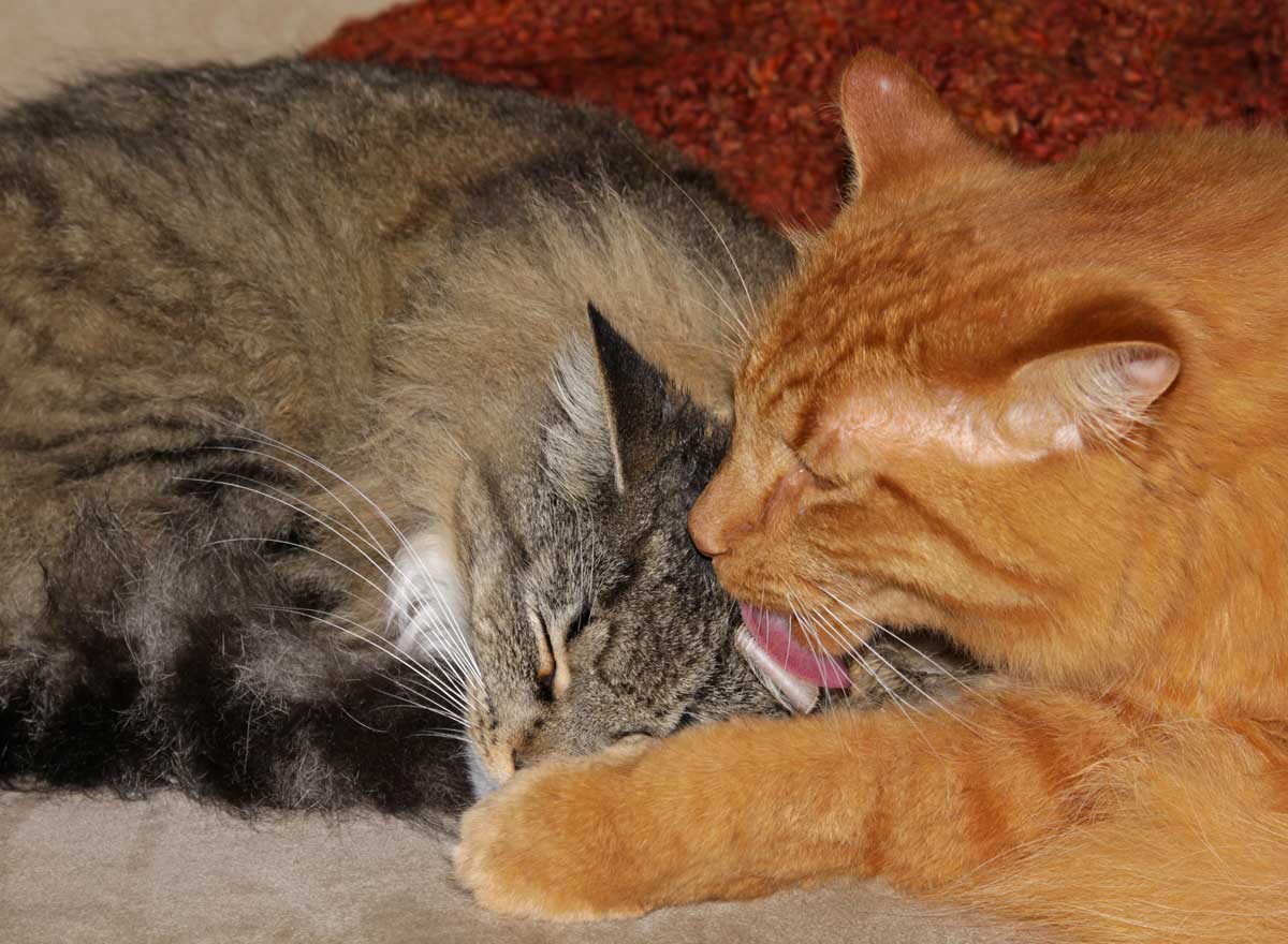 Are Cats Friends If They Groom Each Other