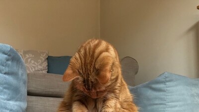 Are Laser Pointers Bad for Cats Mental Health