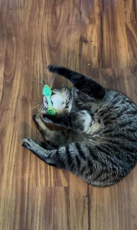 Are Mint Toys Safe for Cats: Essential Facts Every Owner Must Know