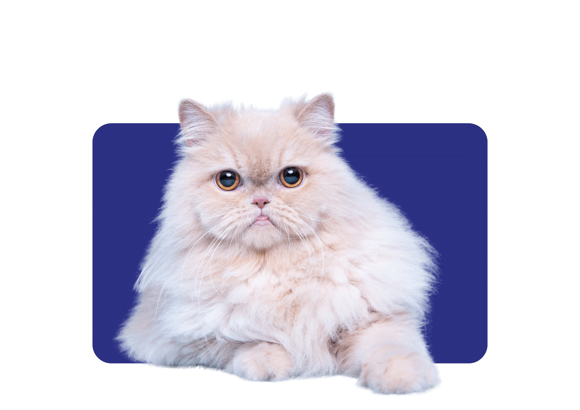 Are Persian Cats Prone to Health Issues? Essential Facts Revealed