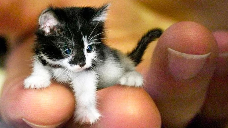 Are Tinker Toy Cats Real: Unveiling the Truth Behind the Myth