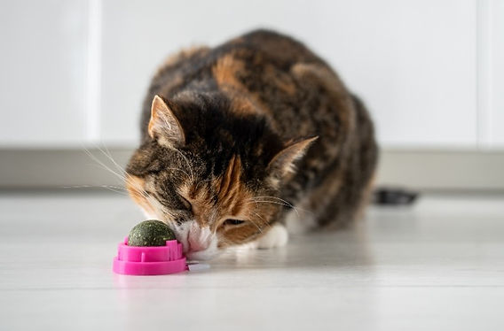 Are Toys With Catnip Safe for Cats: Essential Safety Tips