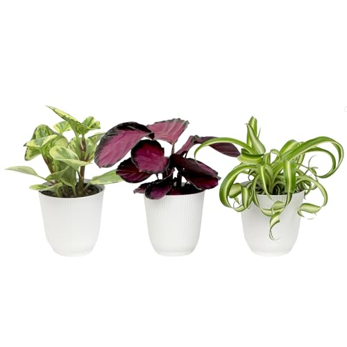 Best Air Purifying Plants Safe for Cats