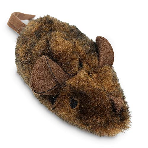 Best Cat Breed for Hunting Mice
