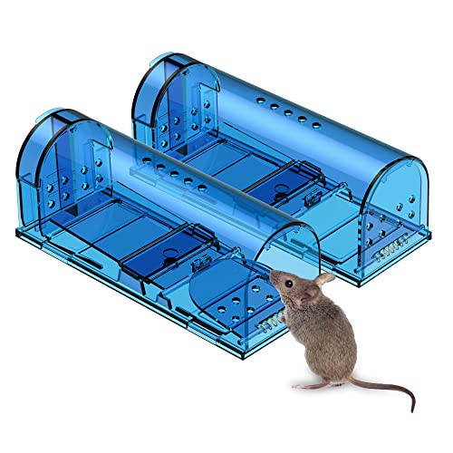 Best Cat Breed to Catch Mice