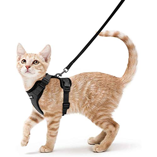 Best Cat Leashes And Harnesses
