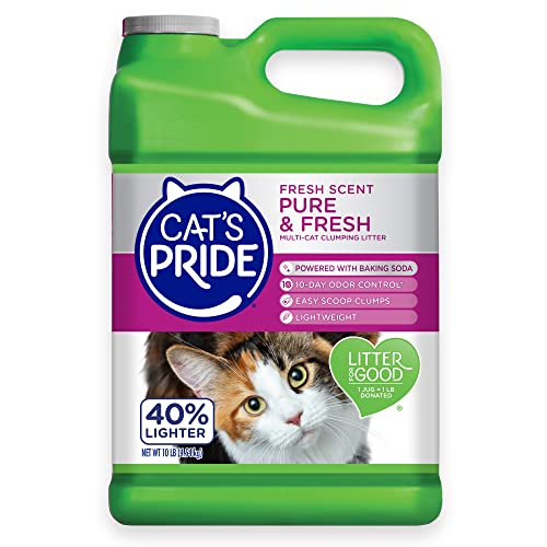 Best Cat Litter for Oil Spills: Top Absorbent and Odor Control Picks