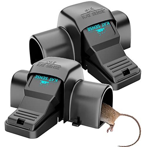 Best Cats to Catch Rats