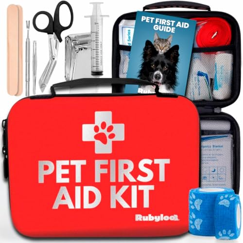 Best Dog to Have With a Cat: Top Pet Essentials for Harmony