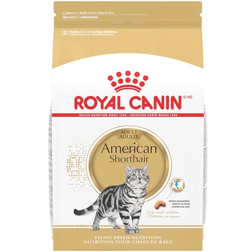 Best Food for American Shorthair Cat: Top Nutritious Choices Reviewed