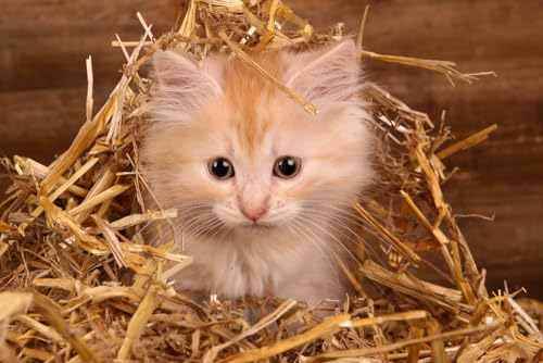 Best Food for Feral Cats in Winter: Top Nutritious Picks and Kits