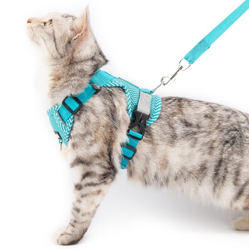 Best Harness for Maine Coon Cat: Top Escape-Proof Adjustable Vests