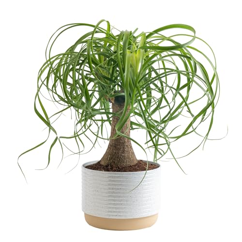 Best Indoor Plants for Beginners With Cats: Safe, Stylish, and Easy Care