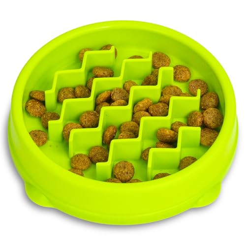 Best Slow Feeder for Cats to Prevent Bloat and Improve Digestion