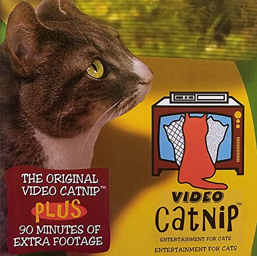 Best Videos for Cats to Watch: Top Entertaining Cat TV Picks