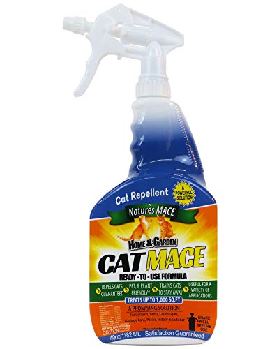 Best Way to Get Rid of Stray Cats