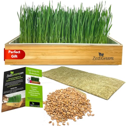 Best Way to Grow Cat Grass: Easy Kits for Lush Indoor Greenery