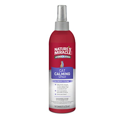 Best Way to Move a Cat: Top Calming Sprays and Travel Carriers Reviewed