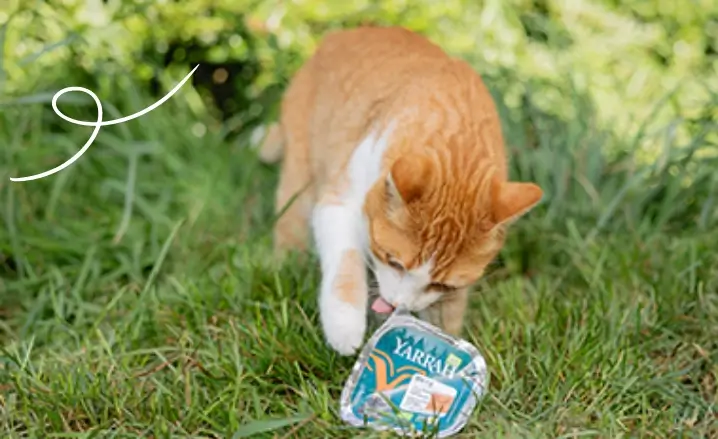 Can 9 Wk Old Kitten Eat Adult Cat Food: Essential Feeding Tips