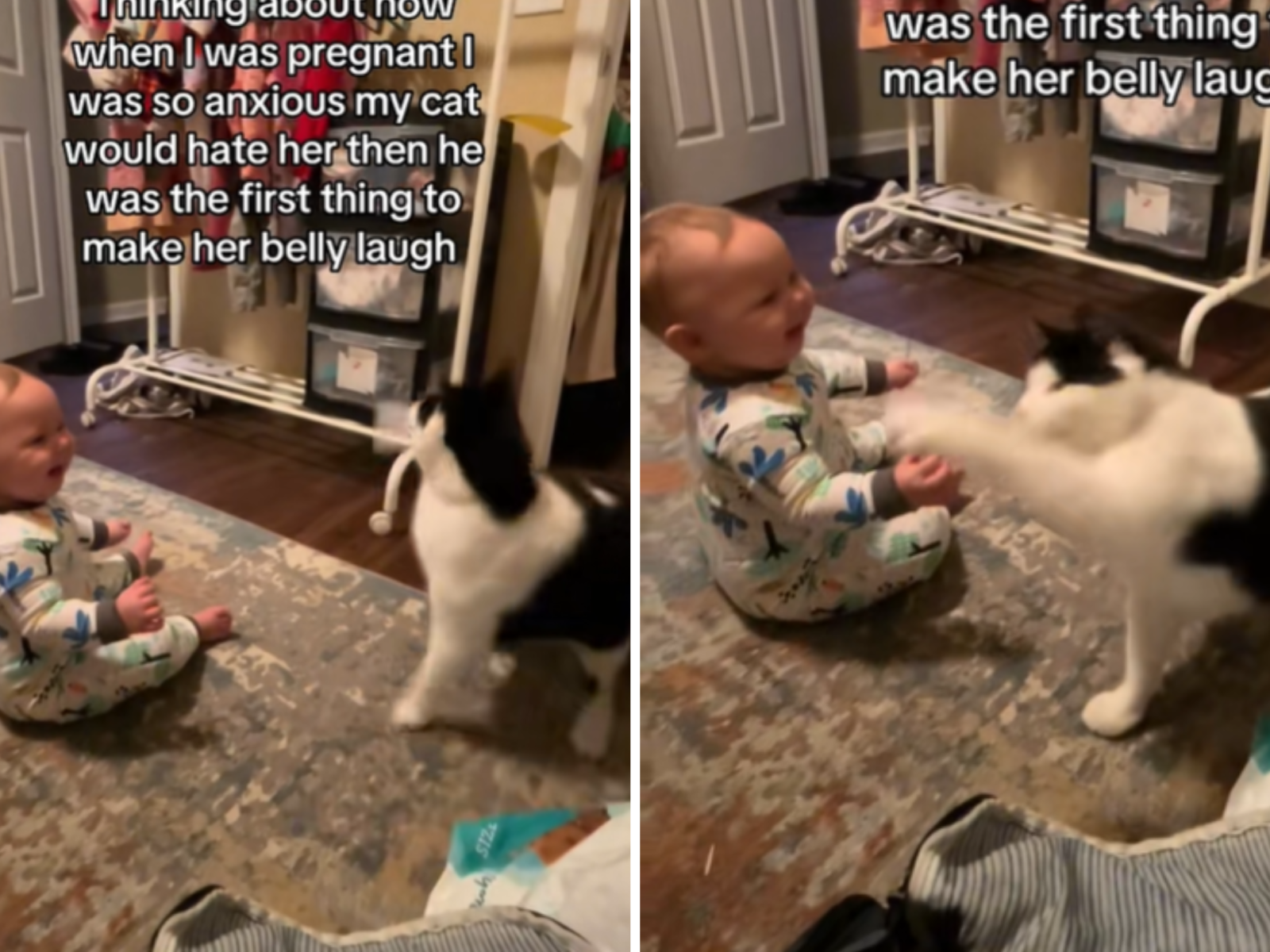 Can a Cat Still Play With Toys During Pregnancy? Essential Tips