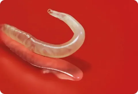 Can Cat Adult Food Gove Kittens Worms? Shocking Truth Revealed!