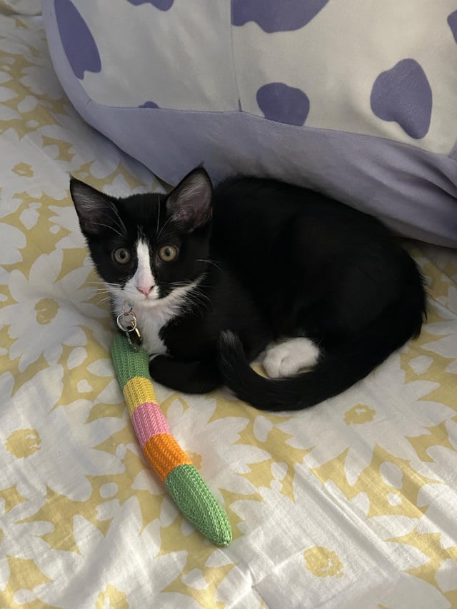 Can Cats Be Obsessed to Certain Toys: Surprising Facts Revealed