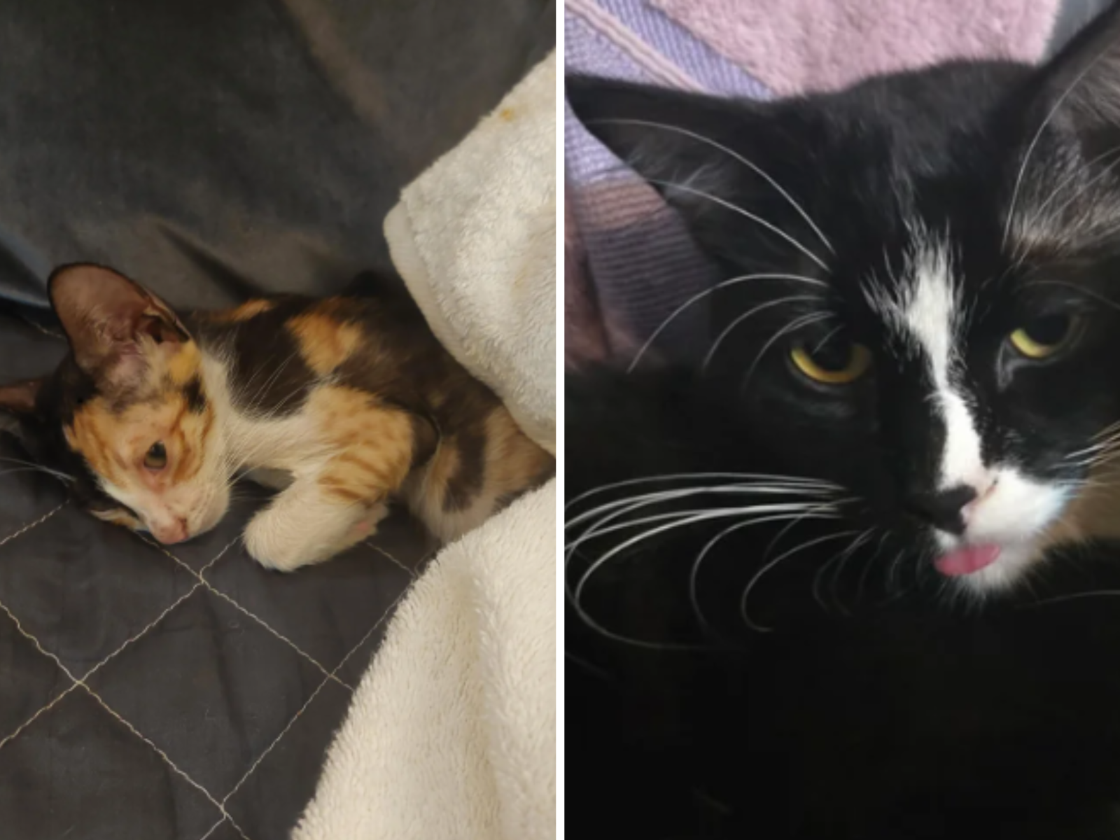 Can Cats Get Traumayized After Store Grooming? Shocking Truths Revealed