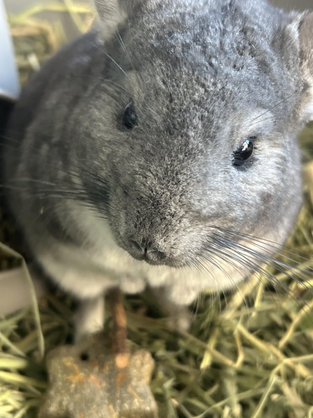 Can Chinchillas Play With Cat Toys: Safe Fun or Risky Play?