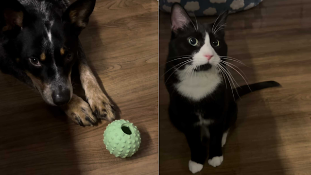 Can Dogs And Cats Share a Toy