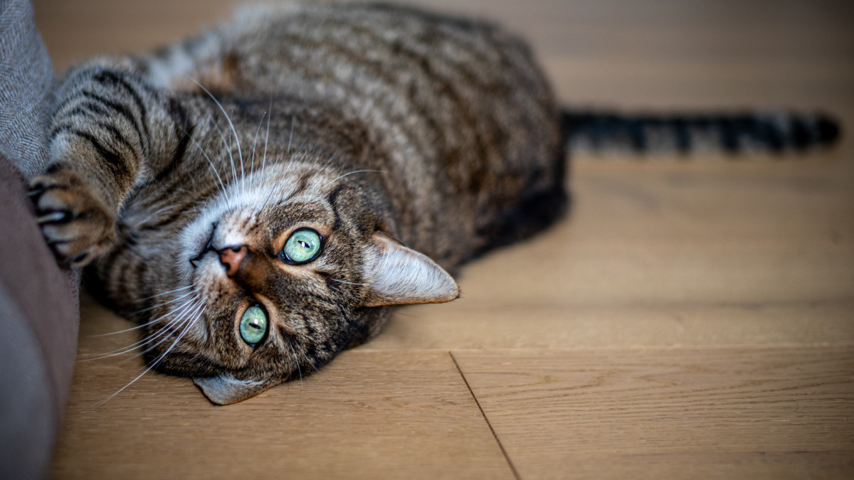 Can I Take My Cat With Fleas to Groomer: Essential Tips Revealed