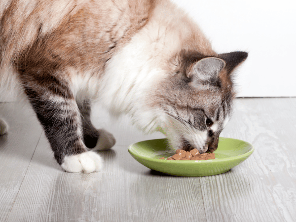 Can Kitten Food Cause Adult Cat Diarrhea
