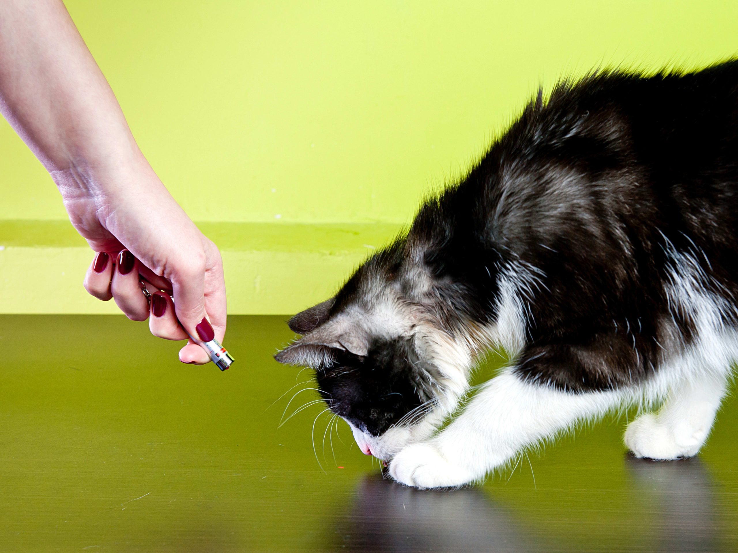 Can Laser Toys Hurt Cats: Shocking Truth Every Owner Must Know