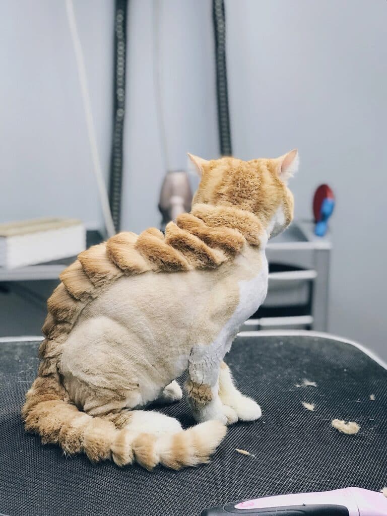 Can Long Haired Cats Over Groom to Cut Hair: Essential Insights