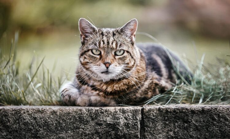 Can My Cat Get Feline Leukemia from Toys? Shocking Truth Revealed