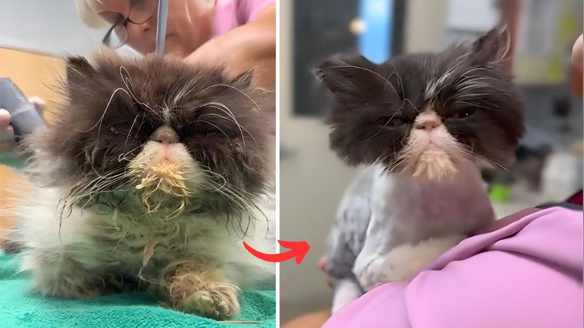 Can Pet Groomer Shave a Matted Cat