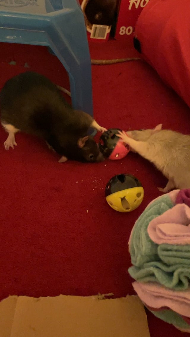 Can Rats Play With Cat Toys: Surprising Facts You Must Know