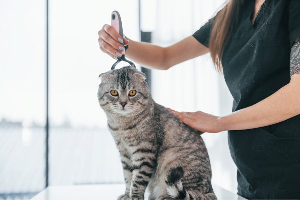 Can the Vet Groom My Cat: Expert Care or Better Alternatives?