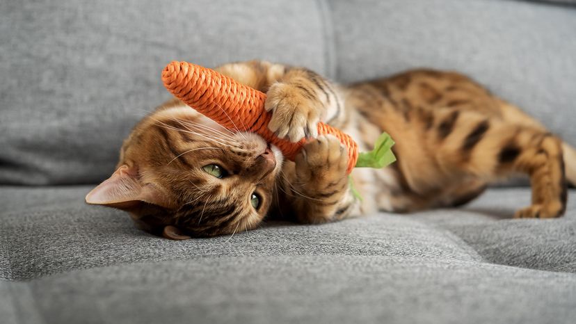 Can Toys Make Cats Aggressive? Uncover the Surprising Truth