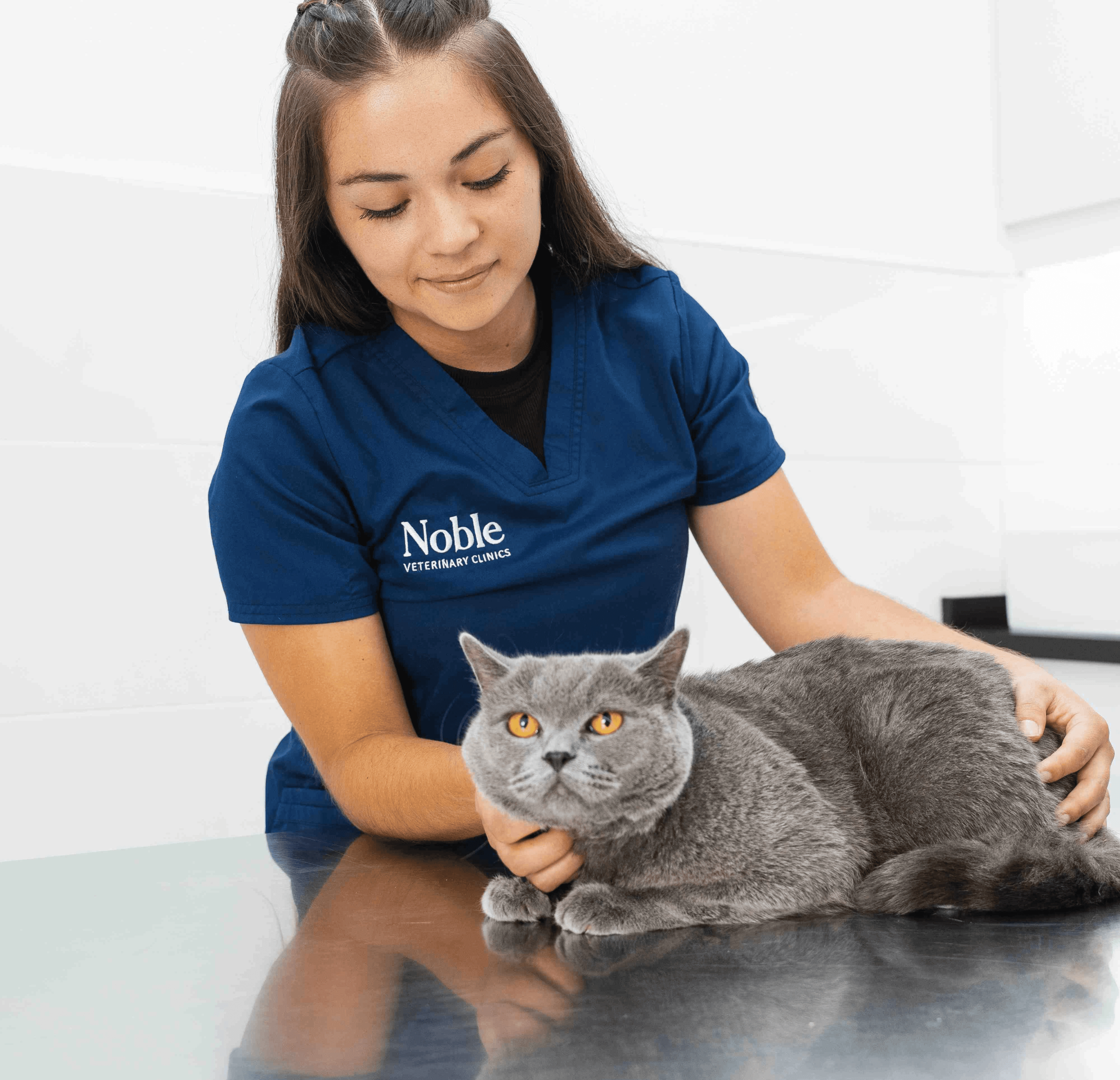 Can Vets Groom Cats: Expert Care or Better Alternatives?