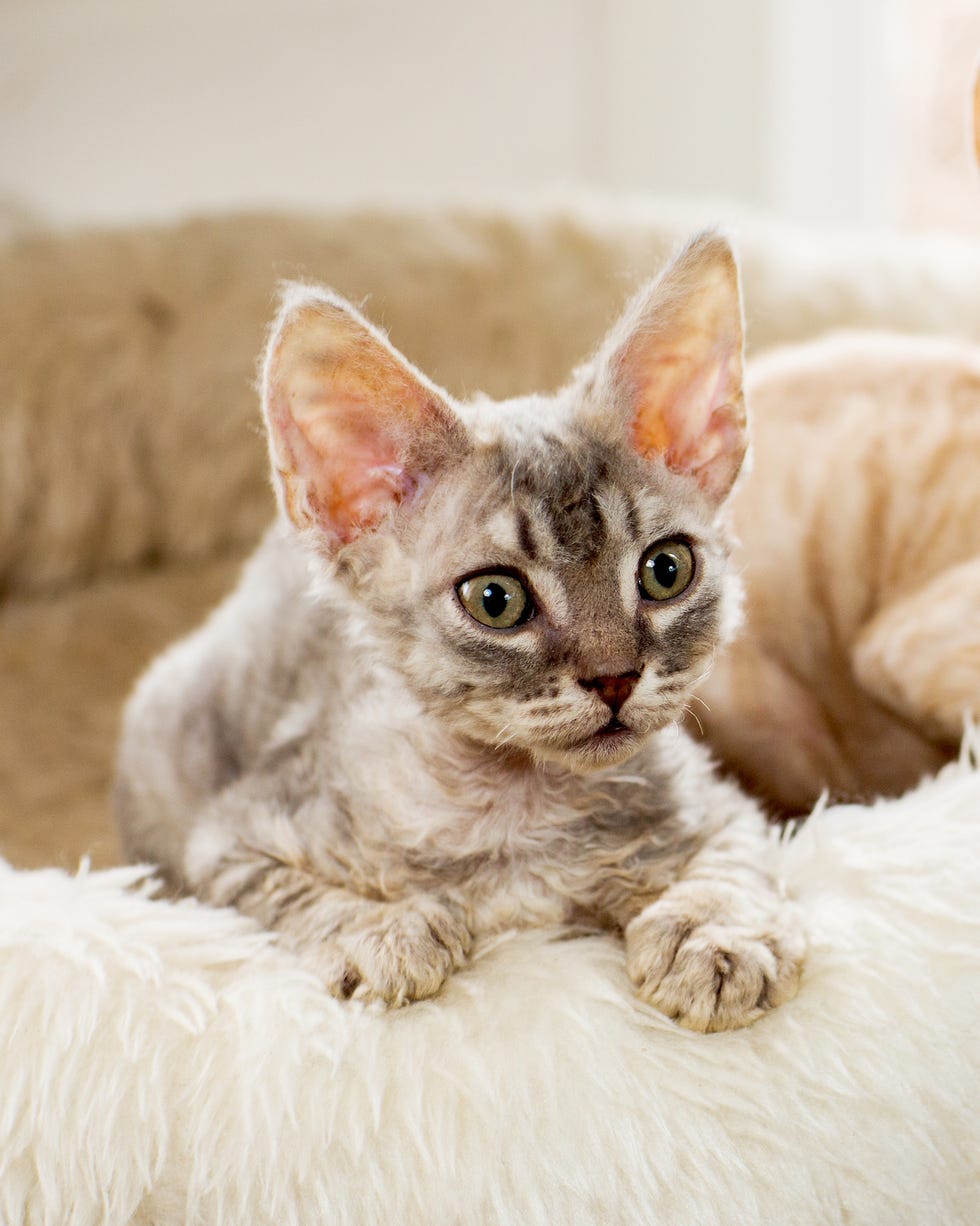 Can You Be Allergicto Only Certain Cat Breeds? Shocking Truths Revealed