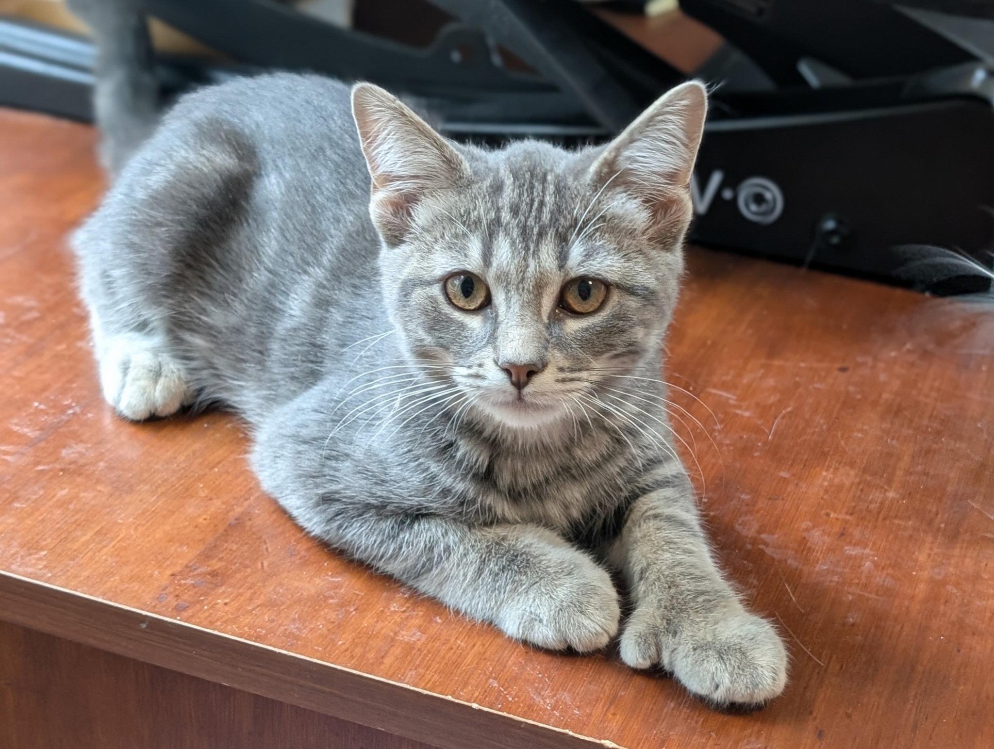 Can You Buy Domestic Shorthair Cats from a Breeder? Expert Guide